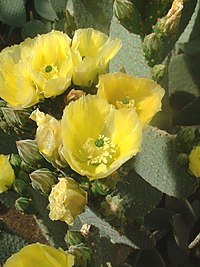 Opuntia rufida01.jpg