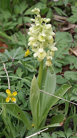 Orchis pallens plant.jpg
