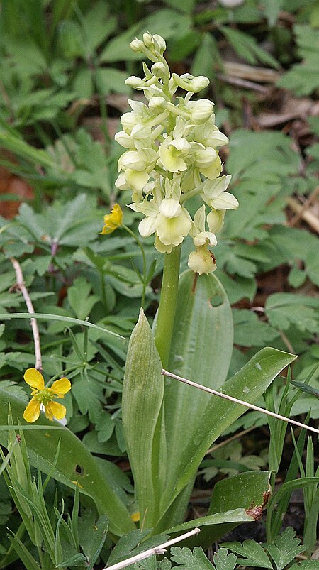 Orchis_pallens