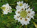 Ornithogalum thyrsoides Estrella de Belén