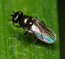 Chloropidae (Carnoidea)