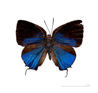 <i>Ostrinotes</i> Butterfly genus in family Lycaenidae