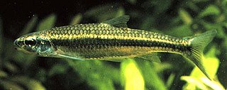 <span class="mw-page-title-main">Ozark minnow</span> Species of fish