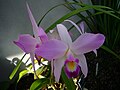 Laelia anceps subsp. anceps