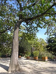 Paulownia tomentosa.