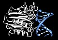 DNASE1 bovine (PDB:1DNK)