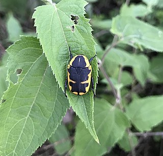 <i>Pachnoda tridentata</i> Species of beetle