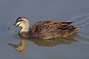 Pacific Black Duck jun08.jpg