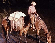 Australian stockman on mustering trip Pack Horse 2.jpg