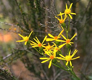 <i>Packera layneae</i> species of plant