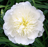 Paeonia lactiflora - Vikipedio