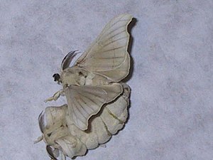 Bombyx Mori