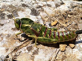 <i>Pamphagus</i> Genus of grasshoppers