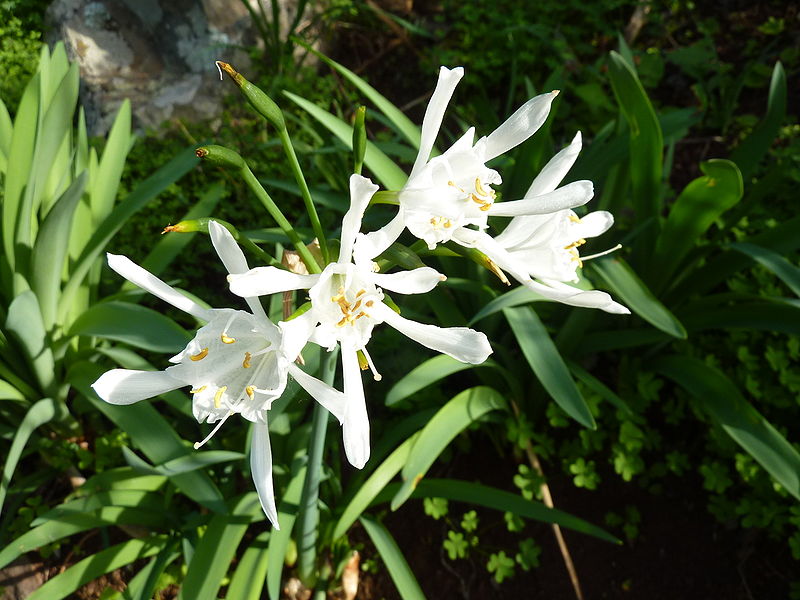 File:Pancratium canariense.jpg