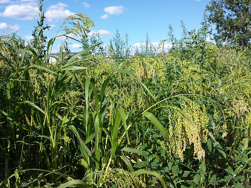 File:Panicum miliaceum subsp. miliaceum sl14.jpg