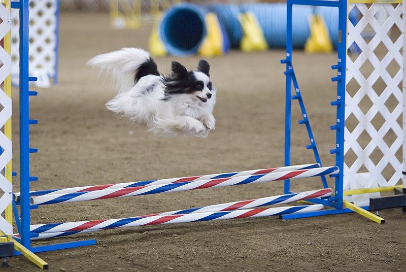 File:Papillon dog agility jump.jpg
