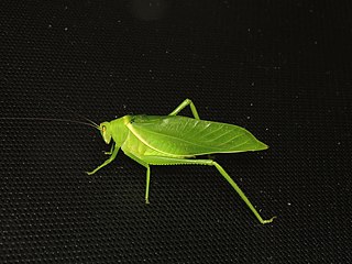 <i>Paracaedicia</i> Genus of cricket-like animals