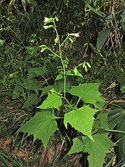 頭花は下向きに多数つく。