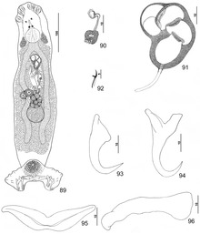 Parasite150040-fig12 Pseudorhabdosynochus vascellum Kritsky, Bakenhaster & Adams, 2015 - FIGS 89-96.tif