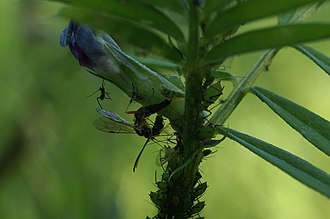 An ichneumonid wasp ovipositing inside a hoverfly larva Parasitoid wasp oviposits inside hoverfly larva.jpg
