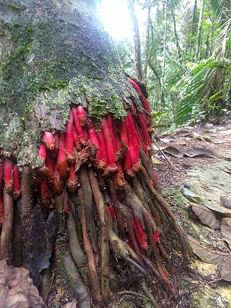 File:Parque Nacional do Itatiaia Claudia Hamerski 02.jpg