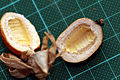 sekigitaj, sterilaj fruktoj de Passiflora caerulea: tranĉita