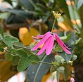 Passiflora reflexiflora