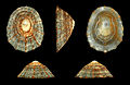 * Nomination Shell of a Common Limpet, Patella vulgata forma secernenda --Llez 21:40, 27 December 2014 (UTC) * Promotion Good quality. --Hubertl 00:31, 28 December 2014 (UTC)