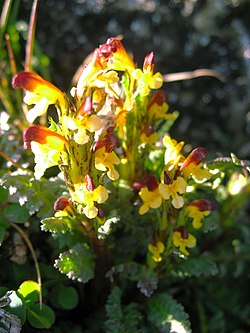 Pedicularis flammea upernavik 2007-07-11.jpg