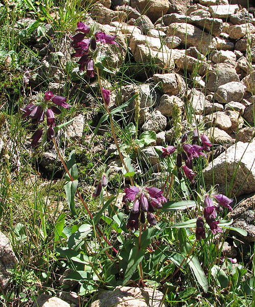 File:Penstemon Rocky Mountain NP.jpg