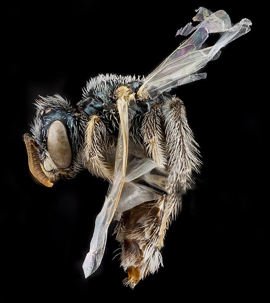 File:Perdita asteris, female, side 2012-08-01-15.27.41 ZS PMax (8170812077).jpg