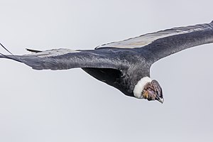 Andean Condor