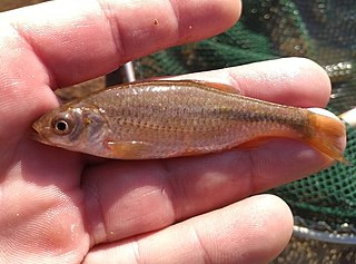 Dnieper chub Species of fish