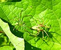 Männchen (links) und Weibchen der Gattung Peucetia kurz vor der Paarung