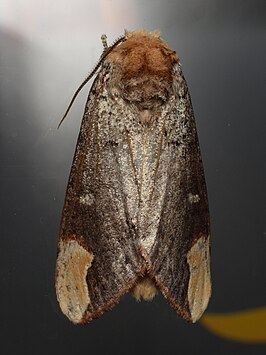 Phalera minor