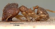 Miniatura para Pheidole megacephala