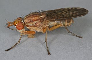 <i>Pherbina coryleti</i> Species of fly