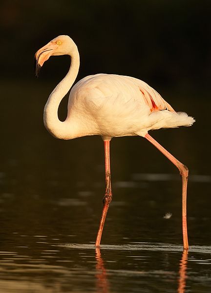 File:Phoenicopterus roseus 1 (Martin Mecnarowski).jpg