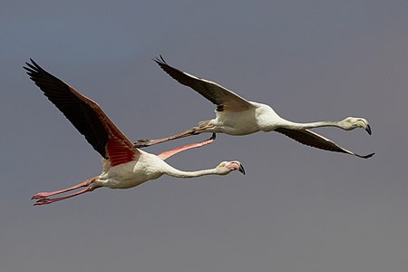 Phoenicopterus roseus (Greater Flamingoes)