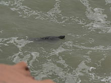 A seal swims at Ras Nouadhibou Phoque moine.JPG