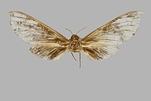 Phylloxiphia oberthueri, weiblich, Oberseite. Liberia, Gissi, BMNHE271321.jpg