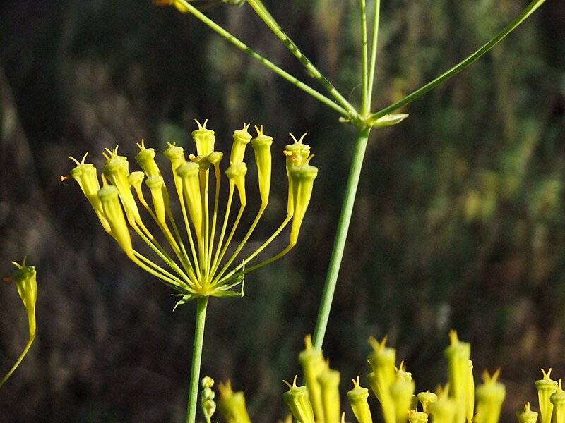 File:PikiWiki Israel 13388 Plants of Israel.JPG