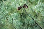 Miniatura para Pinus armandii