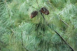 Pinus armandii Cangshan.jpg
