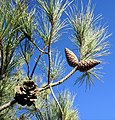 Pinus brutia.JPG