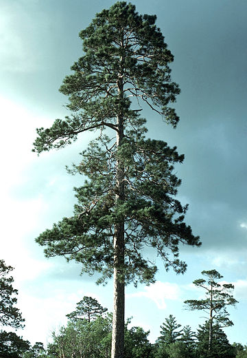 Pinus resinosa