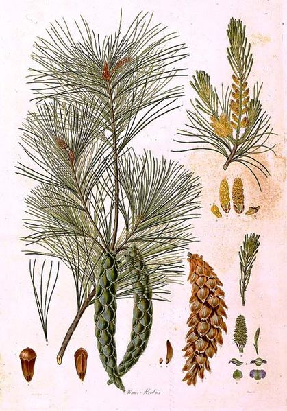 File:Pinus strobus (Bauer).jpg