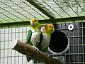 Green-thighed Caique/Parrot