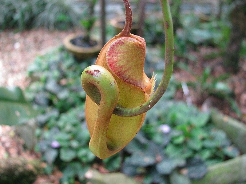 File:Pitcher Plant - Nepenthes - "Monkey Cup" (1281206131).jpg