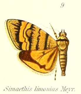 <i>Choreutis limonias</i> Species of metalmark moth in genus Choreutis